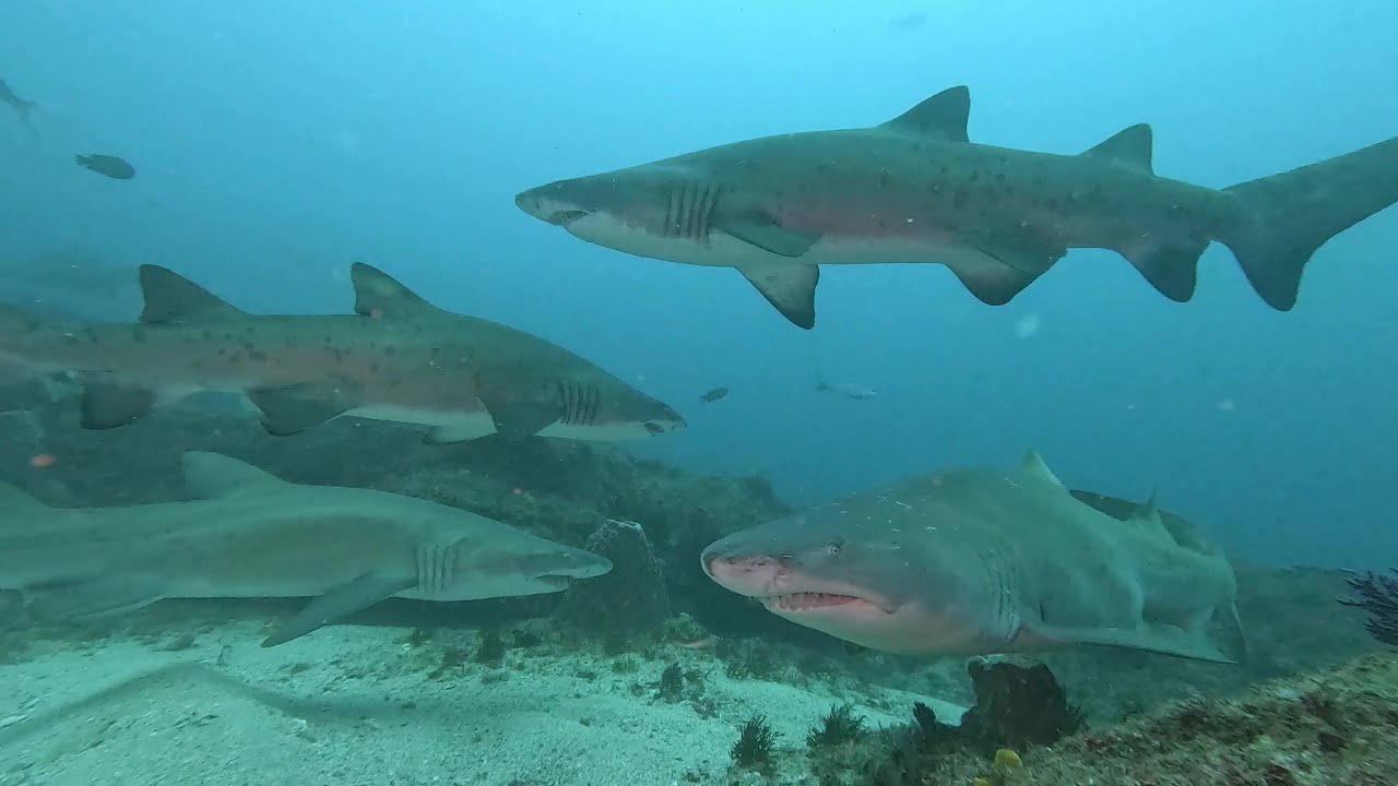 Scuba diving with ragged-tooth sharks (sandtiger sharks), Aliwal Shoal, South Africa / ScubaXcursion