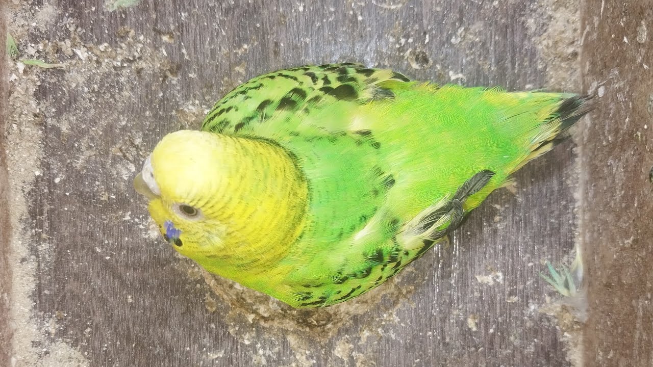 World of Budgie Son Baby 👶 💙 ❤️ 😍 💕 ♥️ 👶 💙 ❤️ 😍