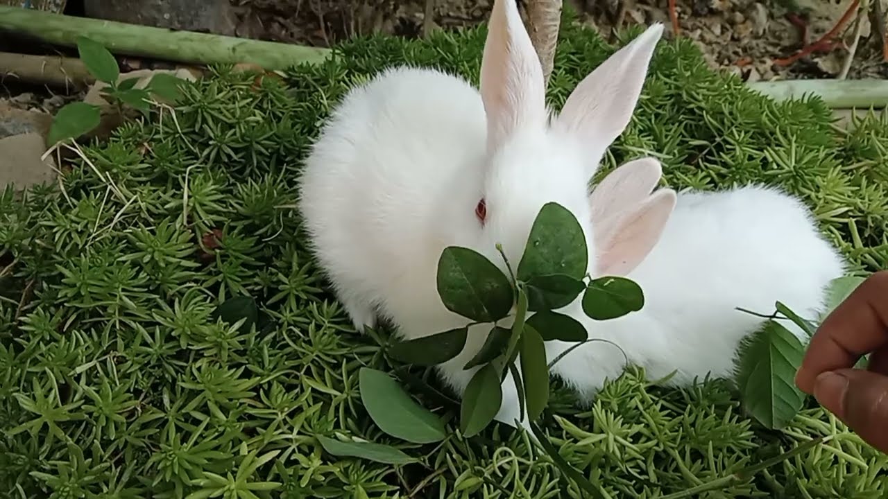 Cute Bunny outing #Bunny #vlog