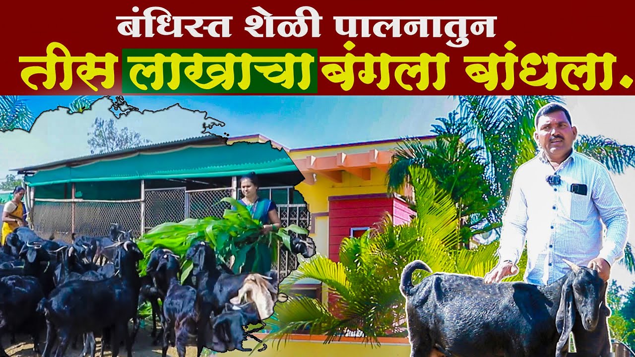 बंधिस्त शेळी पालनातुन तीस लाखाचा बंगला बांधला ... #शेळीपालन #बोकडपालन #goatfarming