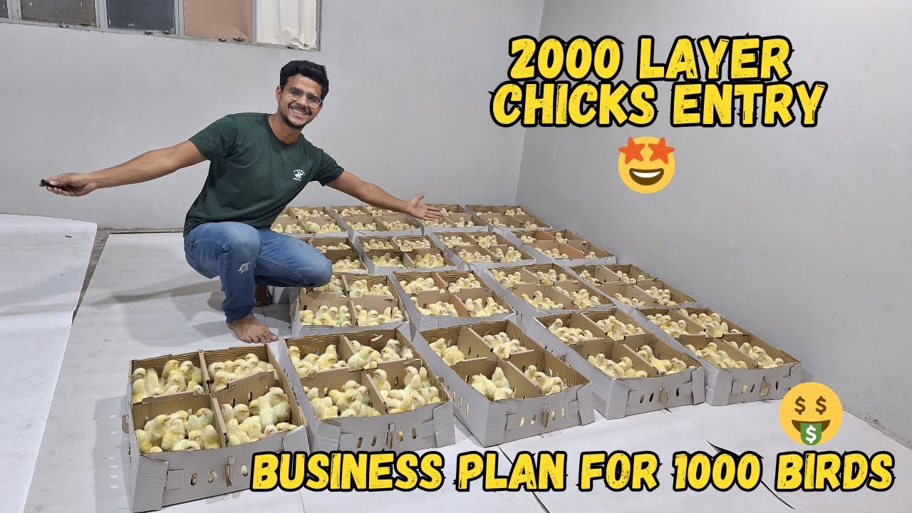 How to Strat Layer Farming Business at Small Scale 🐥❤️ 🐣 | Poultry Farming Business Feasibility