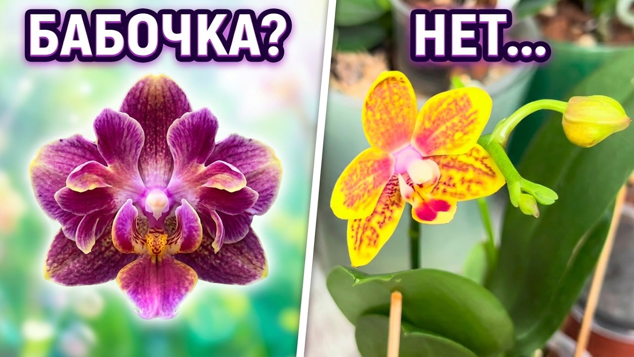 ВСЁ ПОШЛО НЕ ПО ПЛАНУ! 🤦‍♀️ Роспуск НОВОЙ #orchid 🌸 быть бабочке или нет? 😳