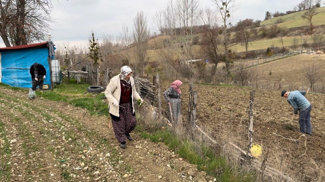 Köy hayatında tarla işleri sarımsak dikimi doğadaki organik pancar toplaması ￼
