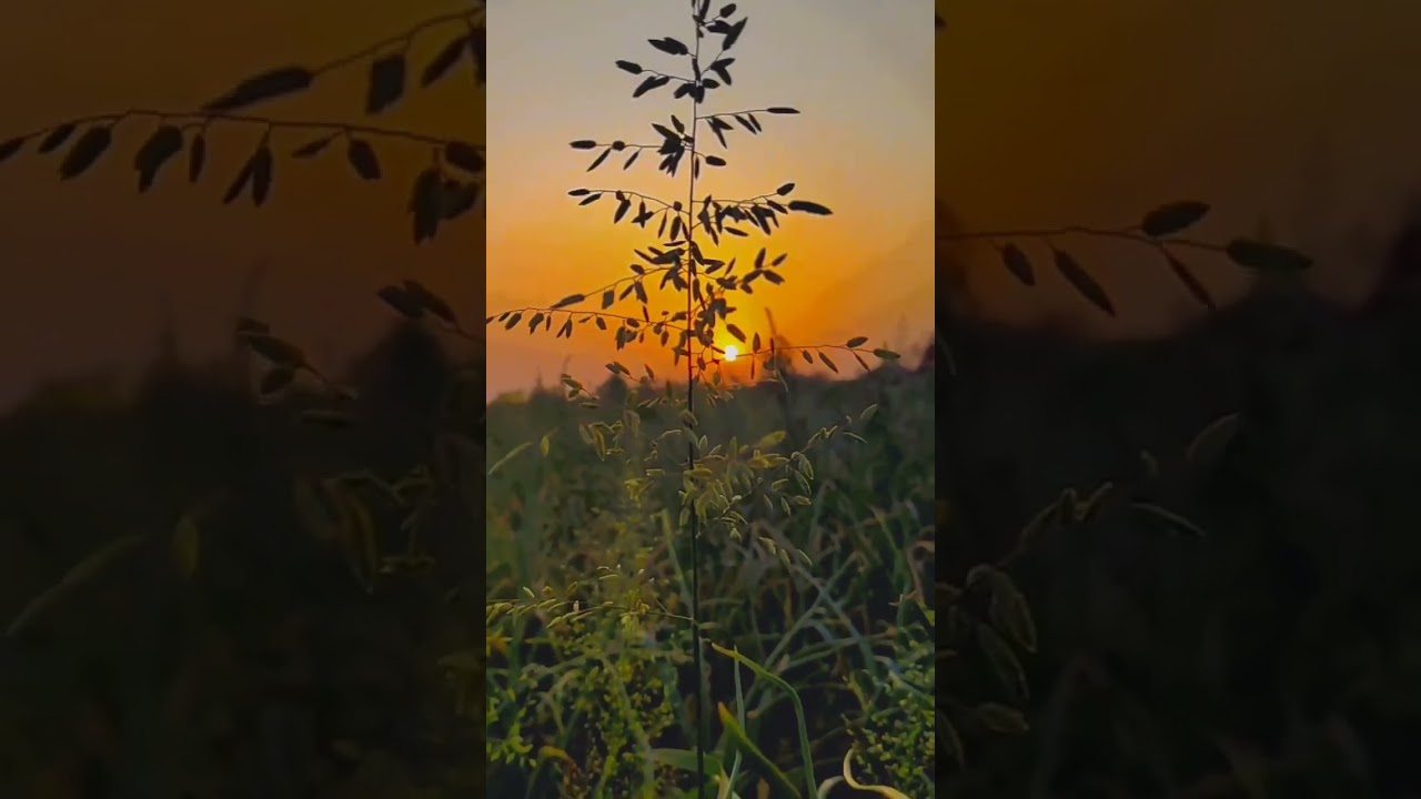 #shtkari #mahrastra #trending #farming #goodmorning