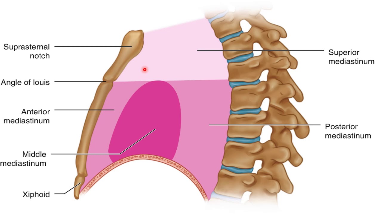 المحاضره الاولي تشريح mediastinum & pericardium