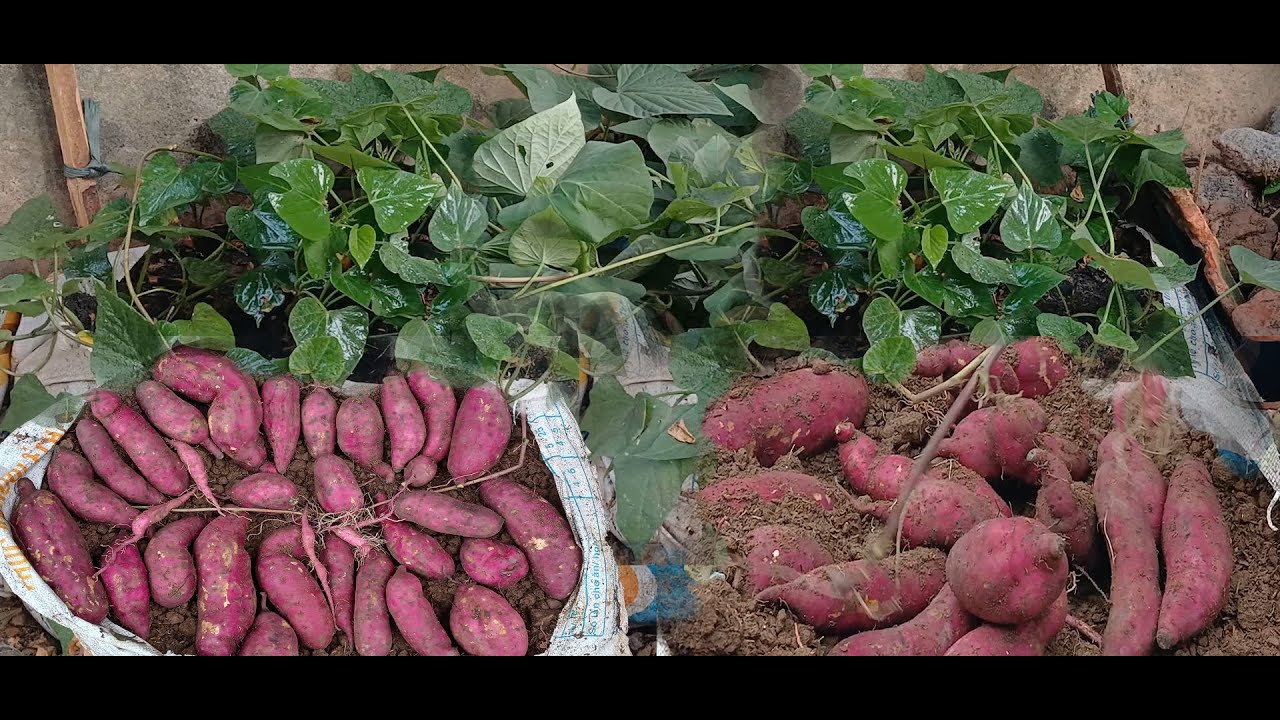 How I grow sweet potatoes in sacks. The tubers are many and large ( trồng khoai lang trong bao tải)