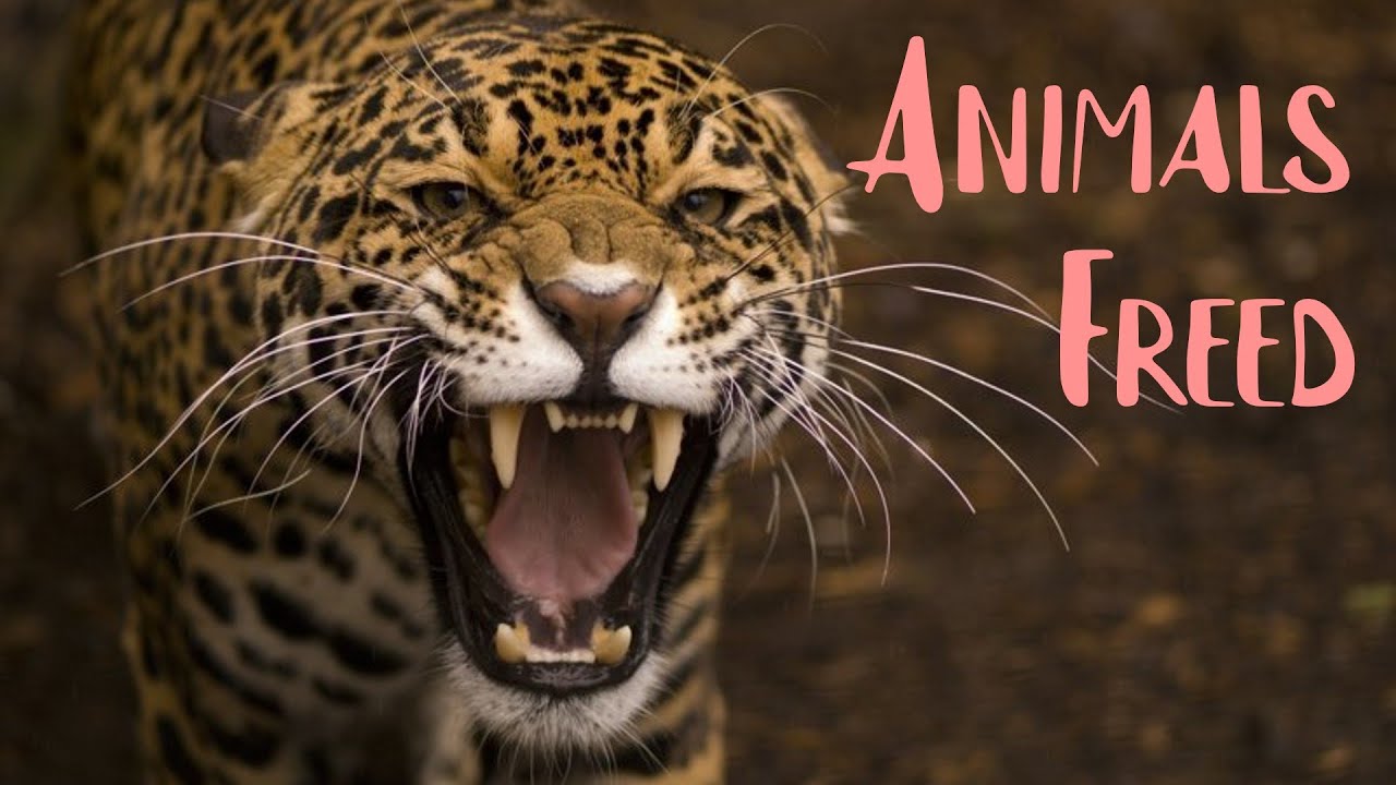 Wild Animals Being Freed from Captivity
