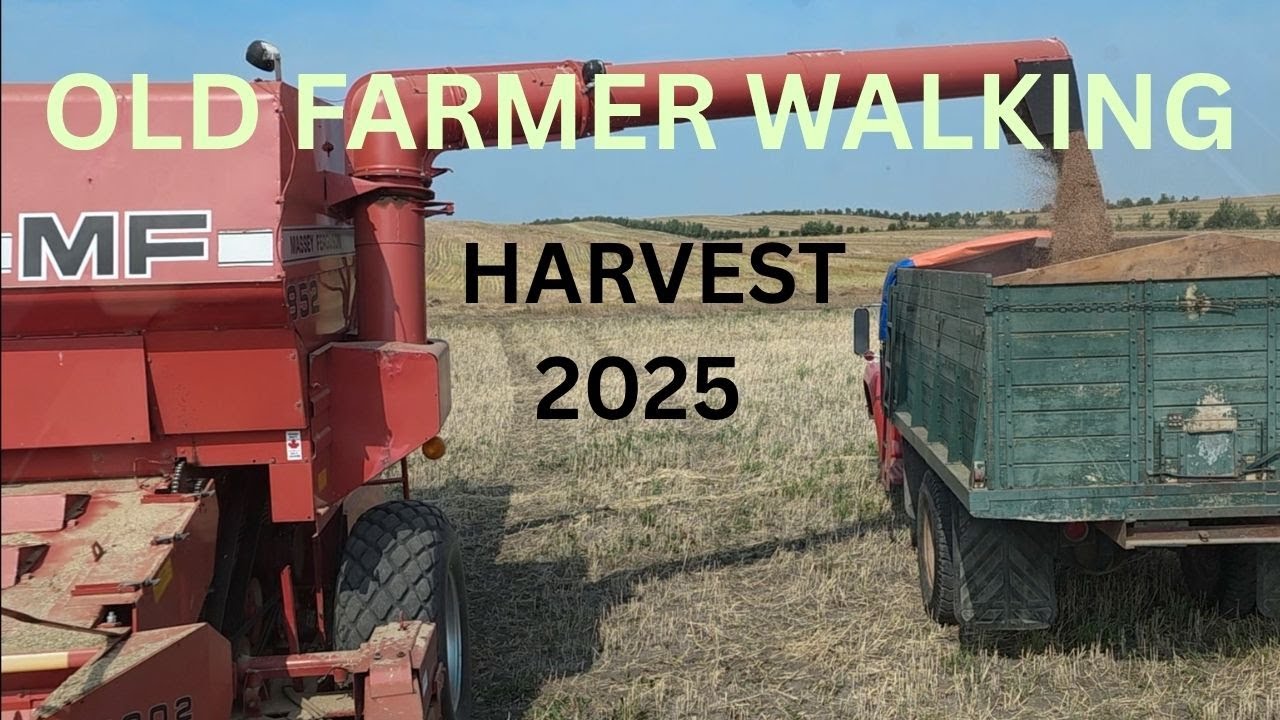 Old Farmer Walking - Harvest 2025