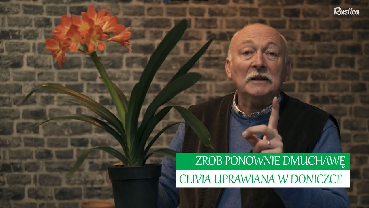 🌸 Przywróć kwitnienie swojej kliwii z Hubertem Ogrodnikiem 🌿