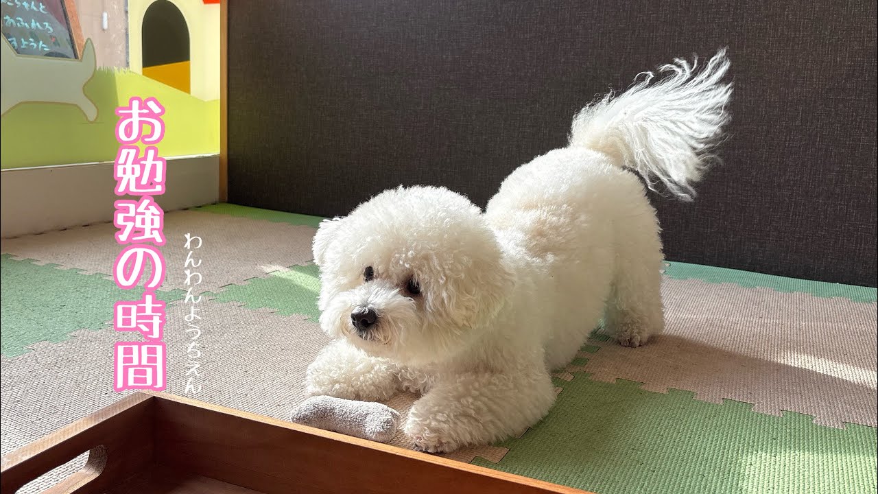 【犬の幼稚園】おもちゃ箱からおもちゃを出し入れするよ❗️