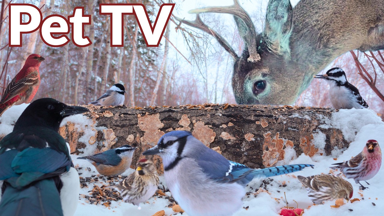 BIG BUCK VISITS 🦌 8 Hours of Calming Wildlife (Dog TV • Cat TV)