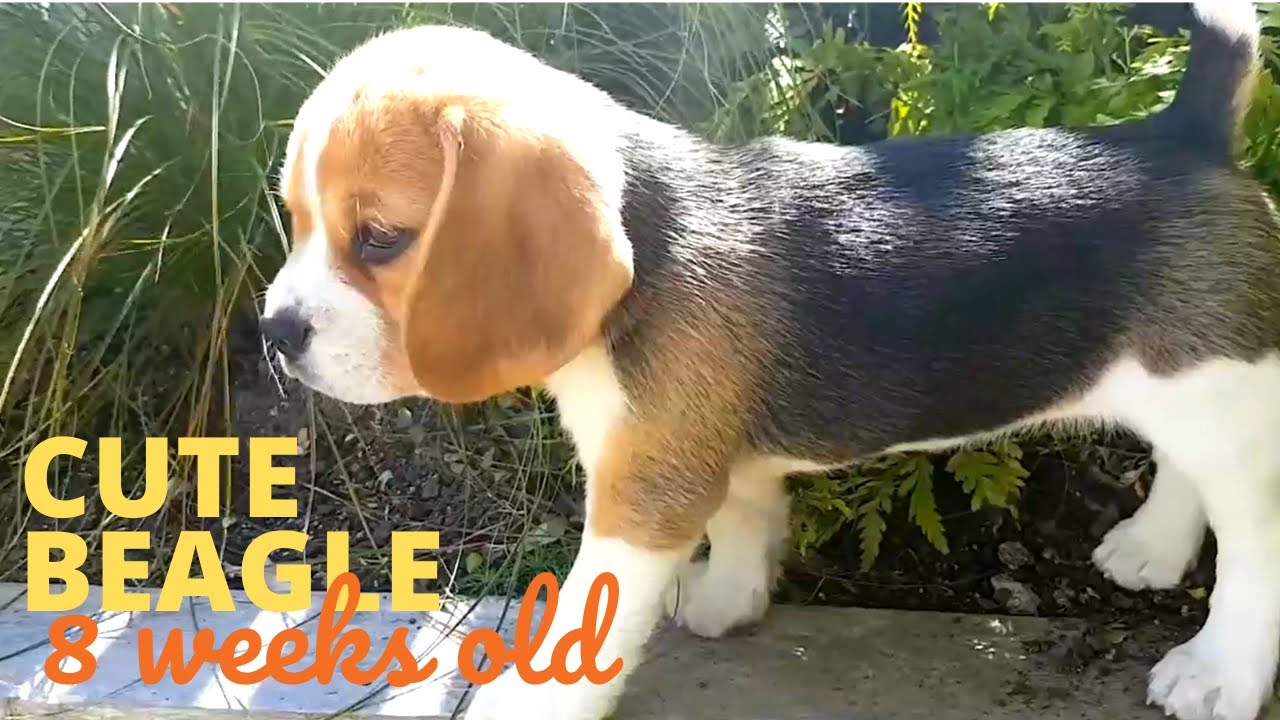 Cute Beagle Puppy 8 Weeks Old Bouncing through the Garden