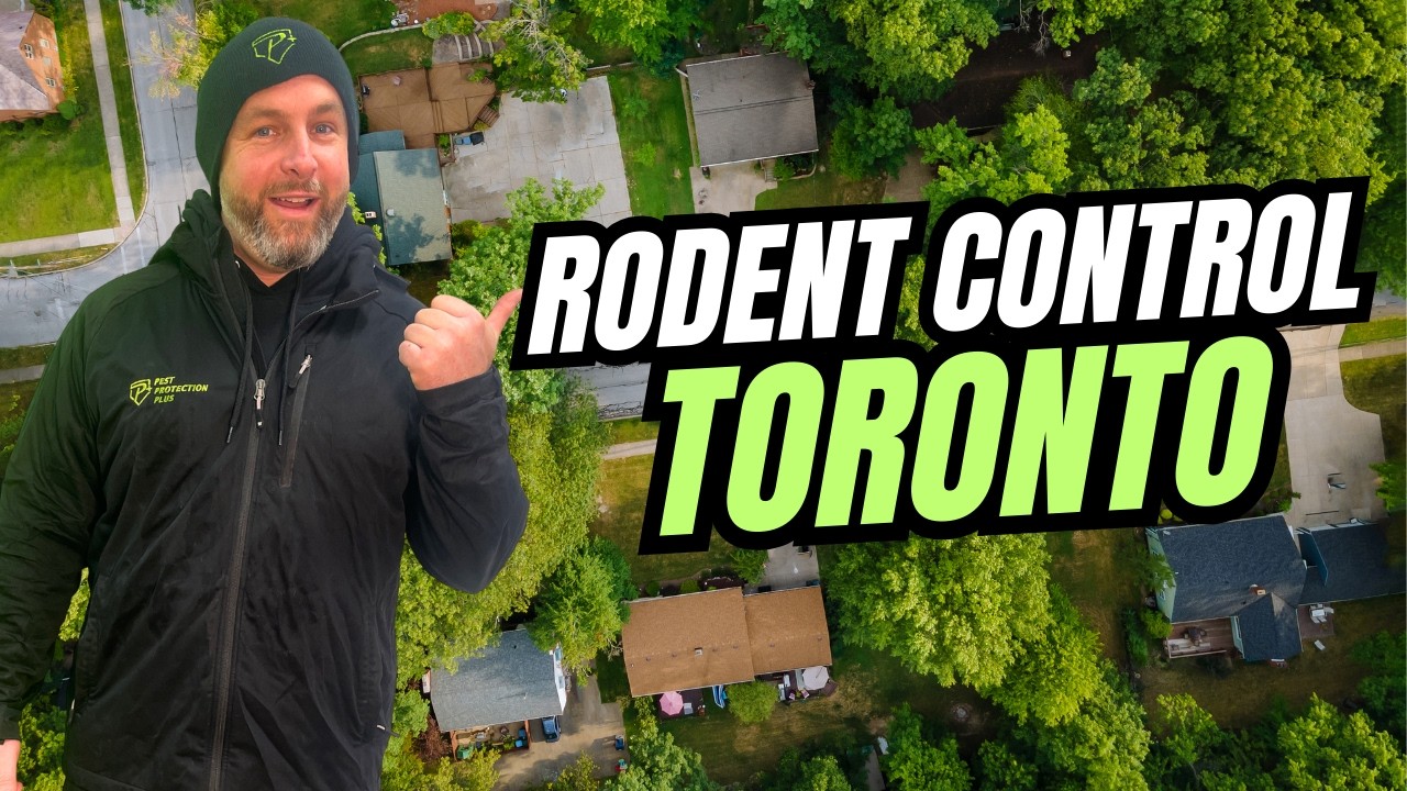 Toronto Rodent Control by Pest Protection Plus!
