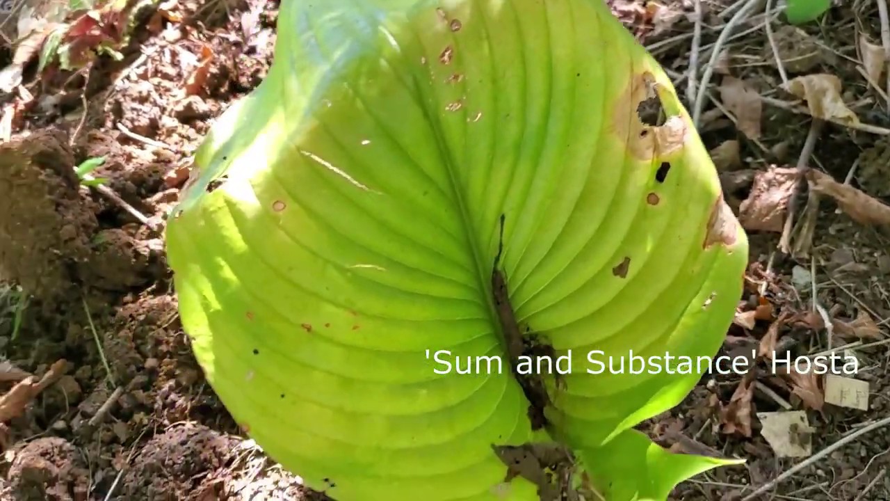 September Gardening (Sunburned Hostas, Collecting Echinacea Seeds, and Red Buckeye)