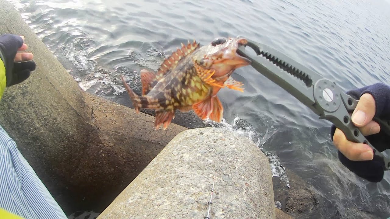りんくう公園　穴釣り 201229
