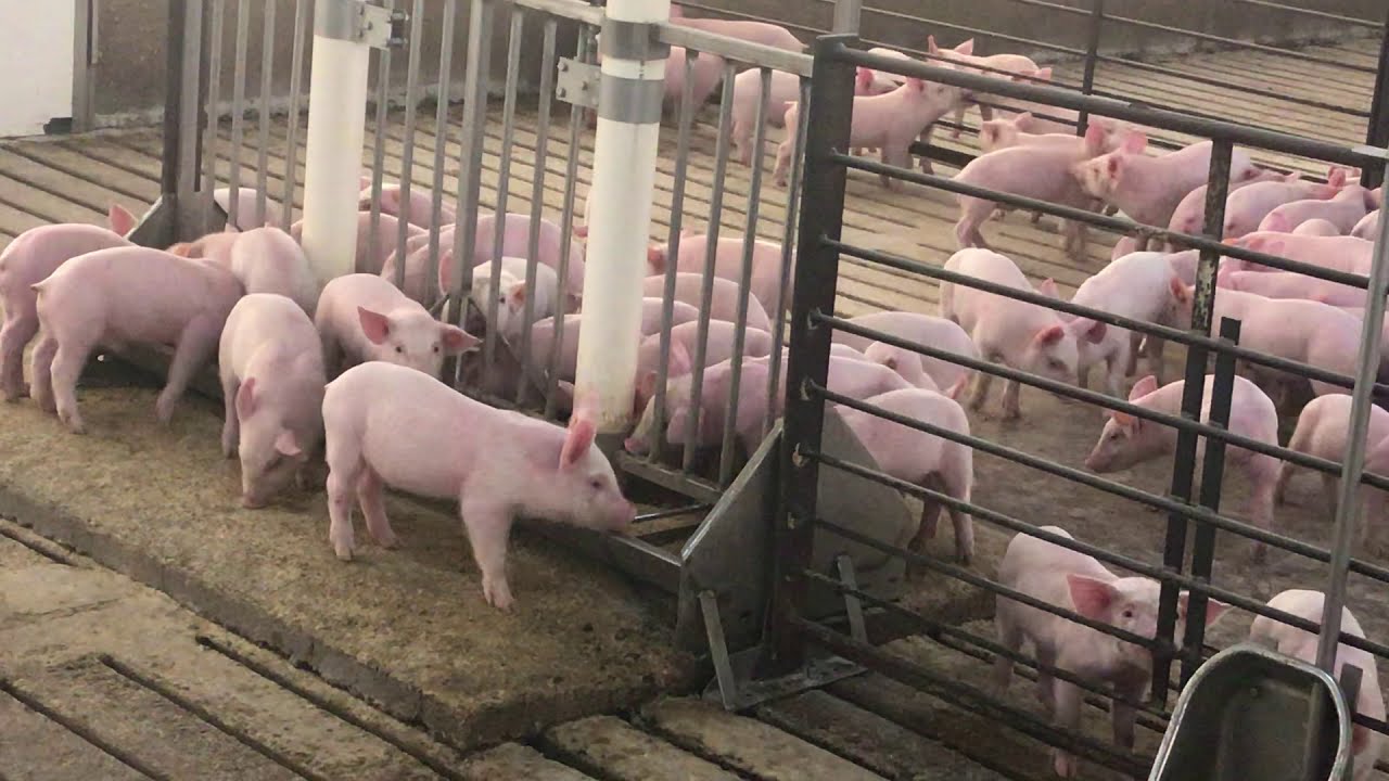 Flooring in the pig barns