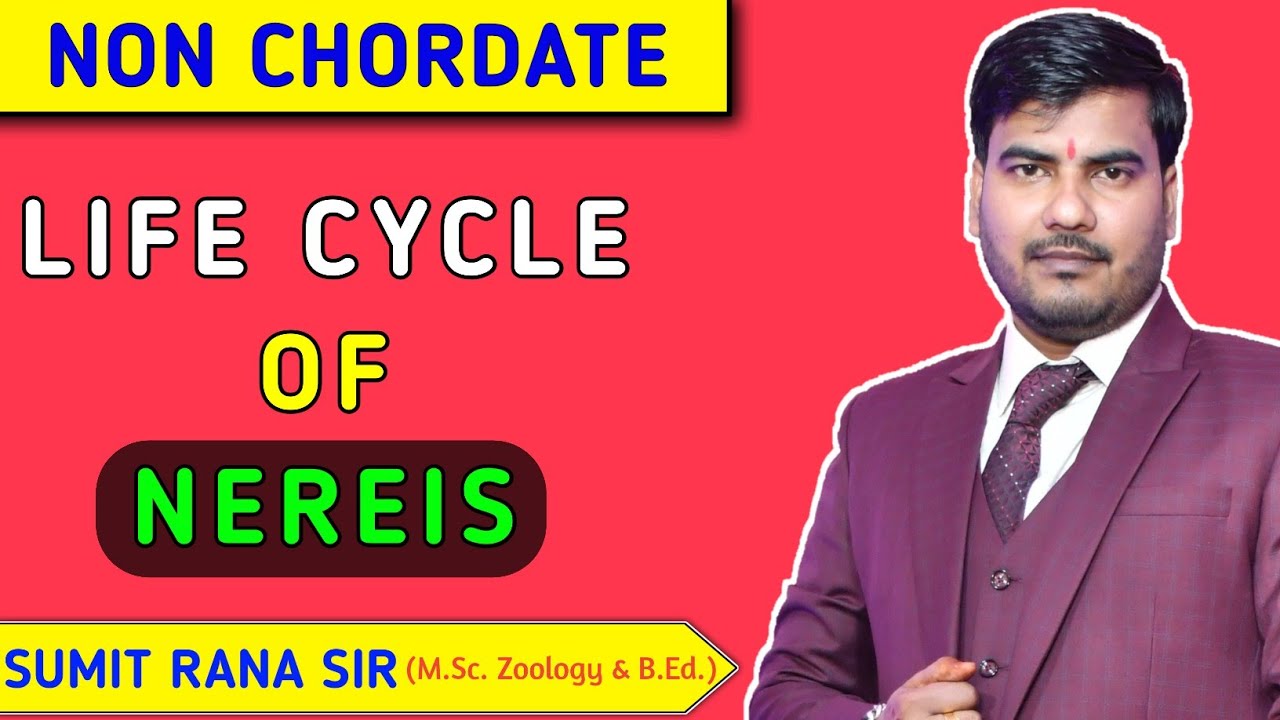 Life Cycle Of Nereis || Non Chordates || Sumit Rana Sir