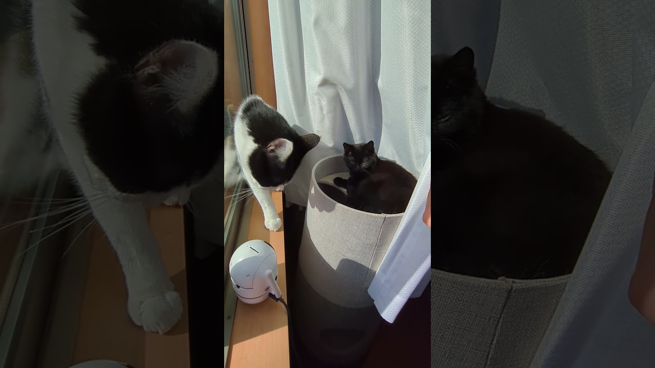 毛づくろいをする先住猫と眠そうな新入り猫。