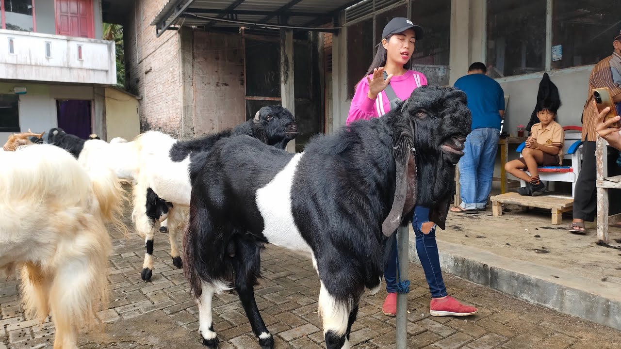 2 Jutaan !! Kambing JUMBO Kurban SUPER di Pasar Kambing Kaligesing.