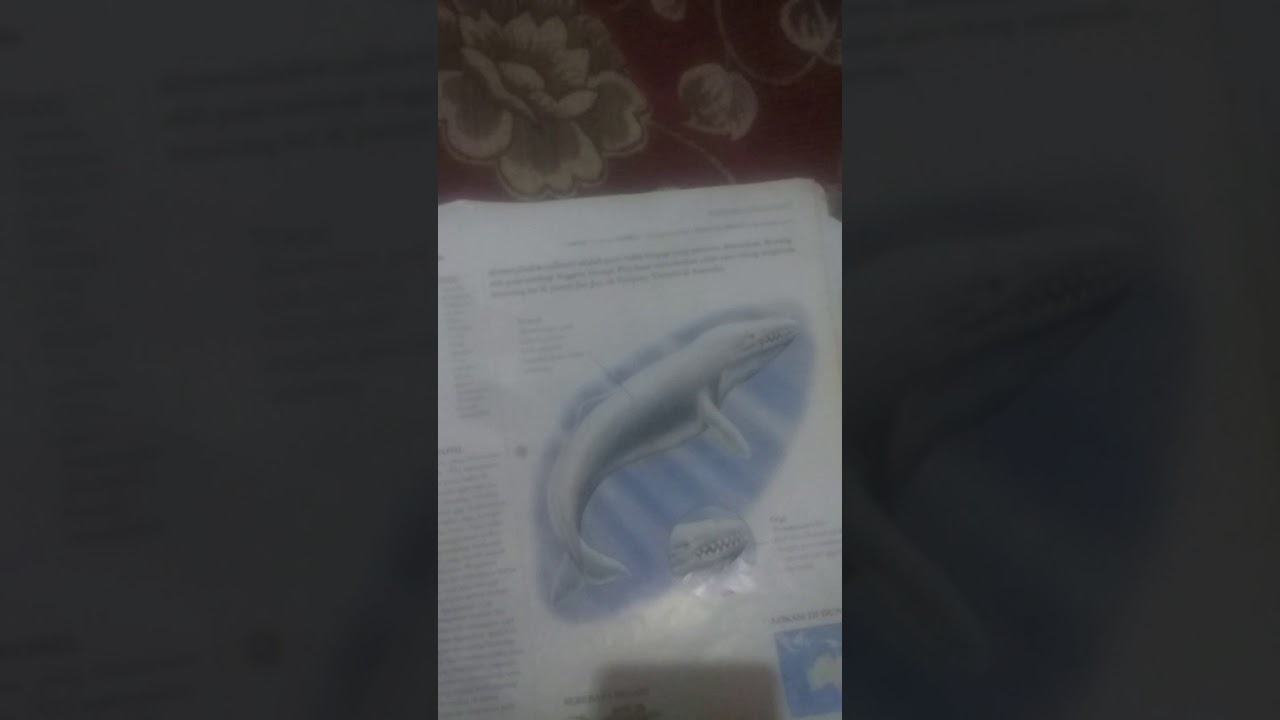 Makna adalah mammalodon