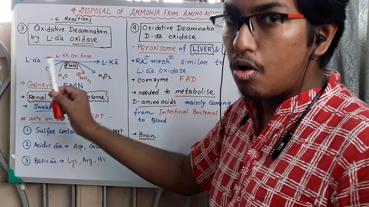 L-amino acid oxidase and D-amino acid oxidase