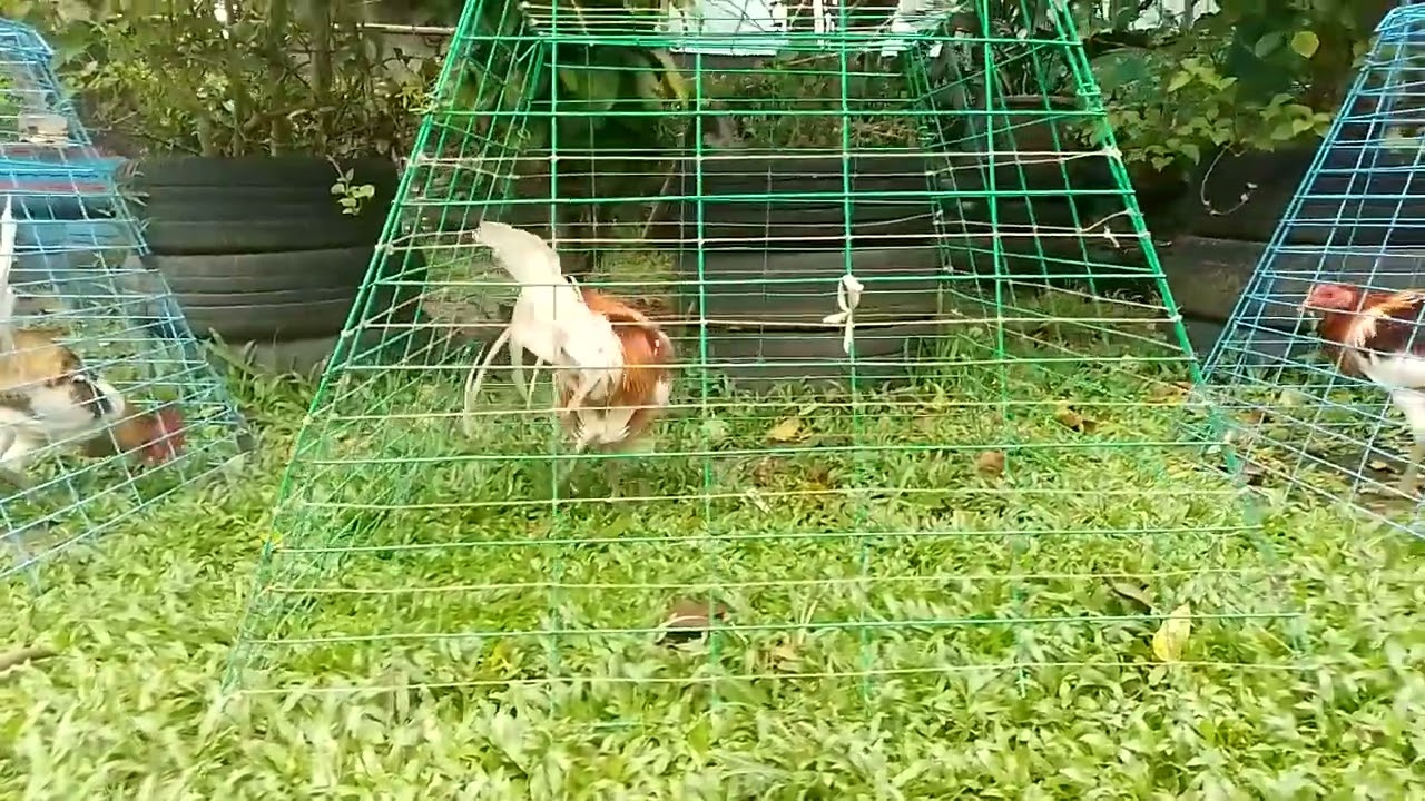 White choco/pyle gamefowl Of EDC gameyard