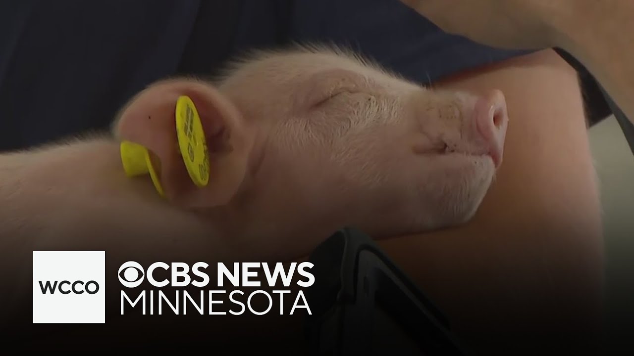 Cuteness overload at the Minnesota State Fair's Miracle of Birth Center