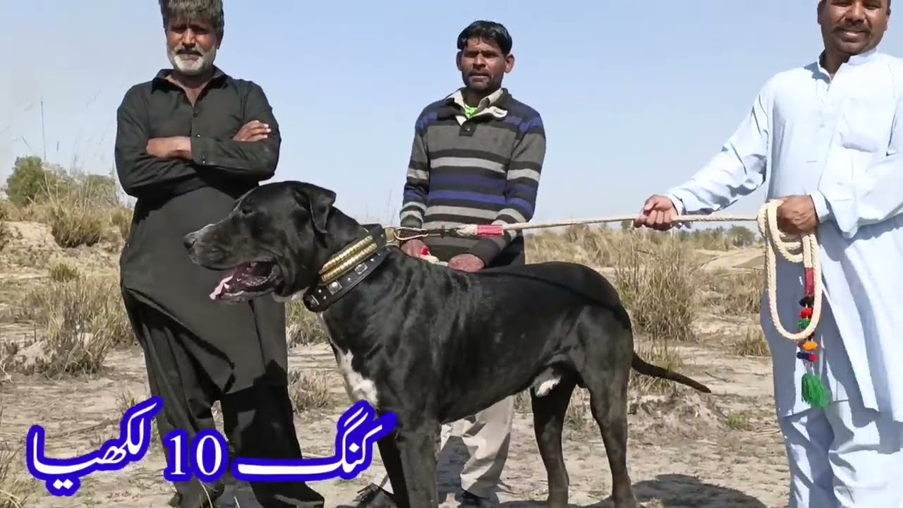 King 10 lakhya bully kutta | bully kutta 10 lakhya vs nokra | pakistani famous bully dogs
