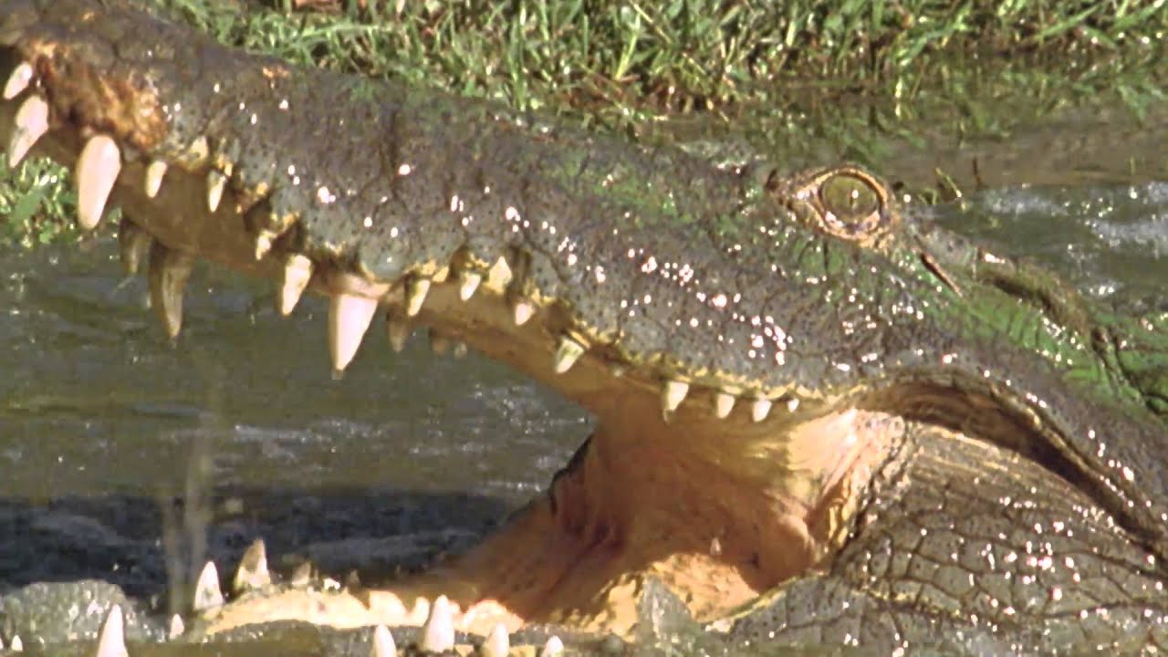 Disney's TINKER BELL AND THE PIRATE FAIRY | Featurette | Crocumentary