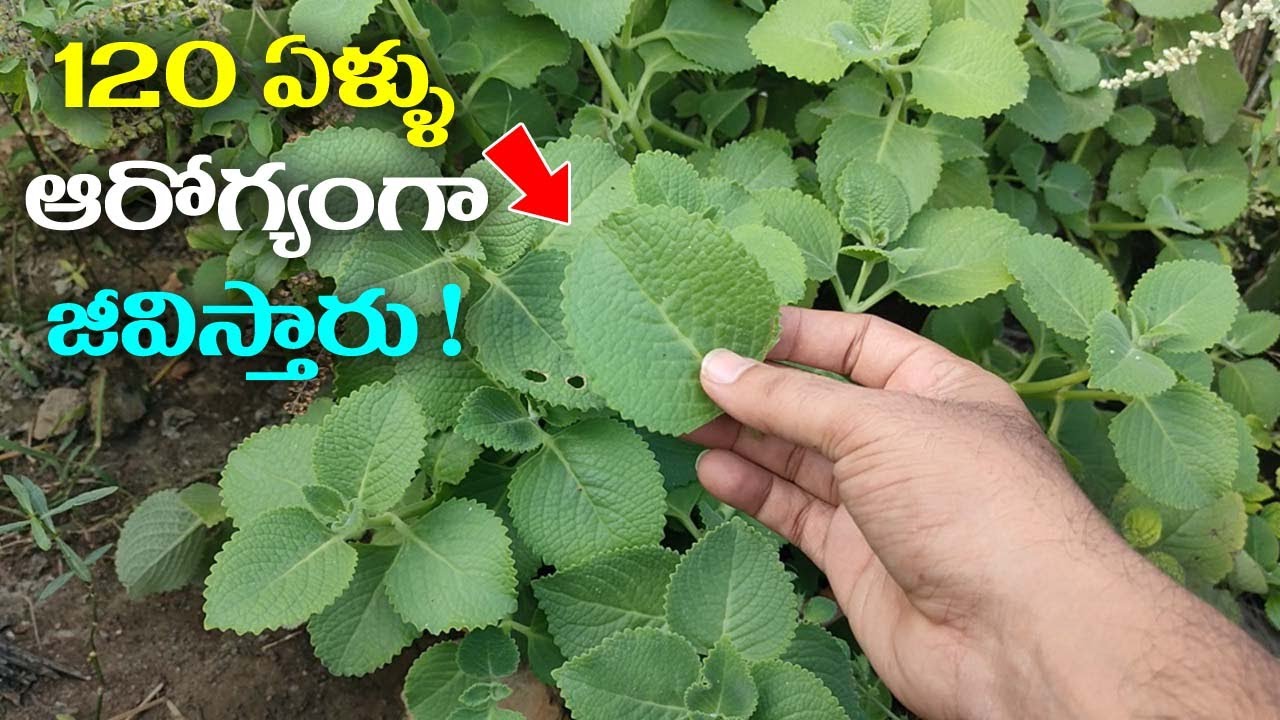 120 ఏళ్ళు ఆరోగ్యంగా జీవిస్తారు ! || Vamu Aku Uses