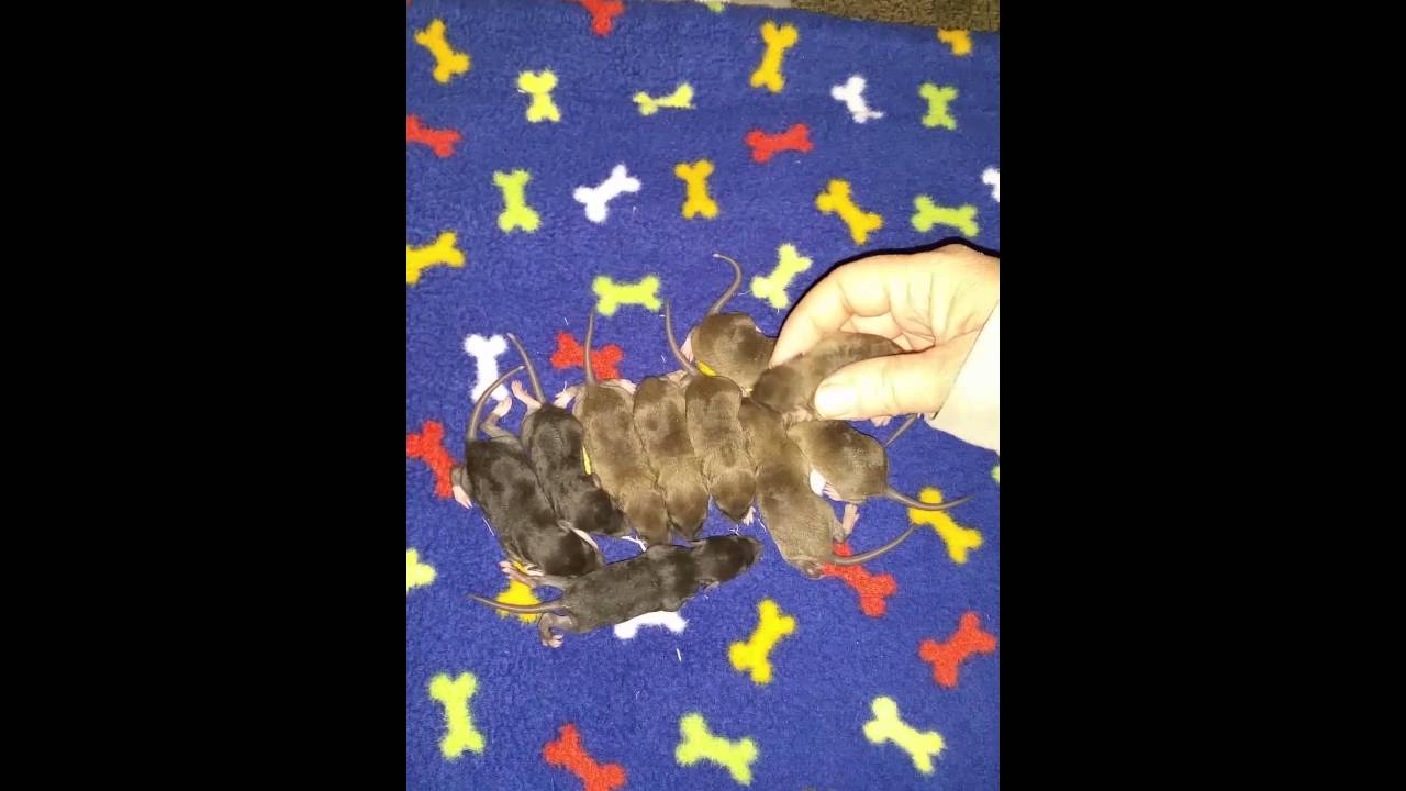 Rittens at 10 days old and 8 days old