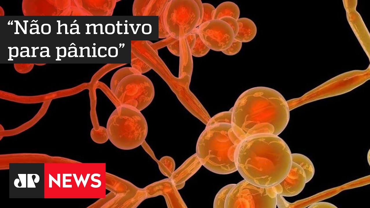 Anvisa emite alerta sobre primeiro caso de 'superfungo' fatal