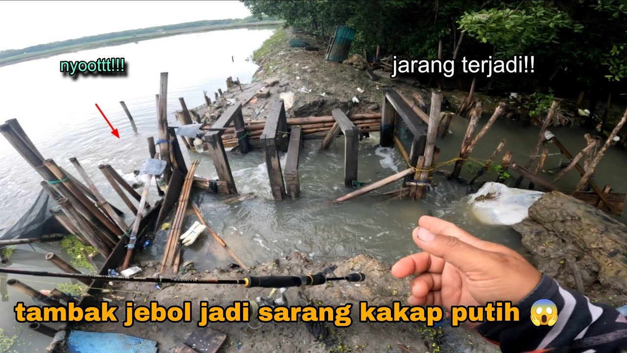 Tambak jebol jadi sarang kakap putih 😱