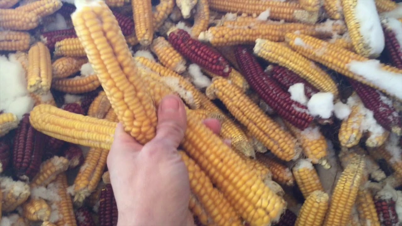 Abenaki Flint Corn