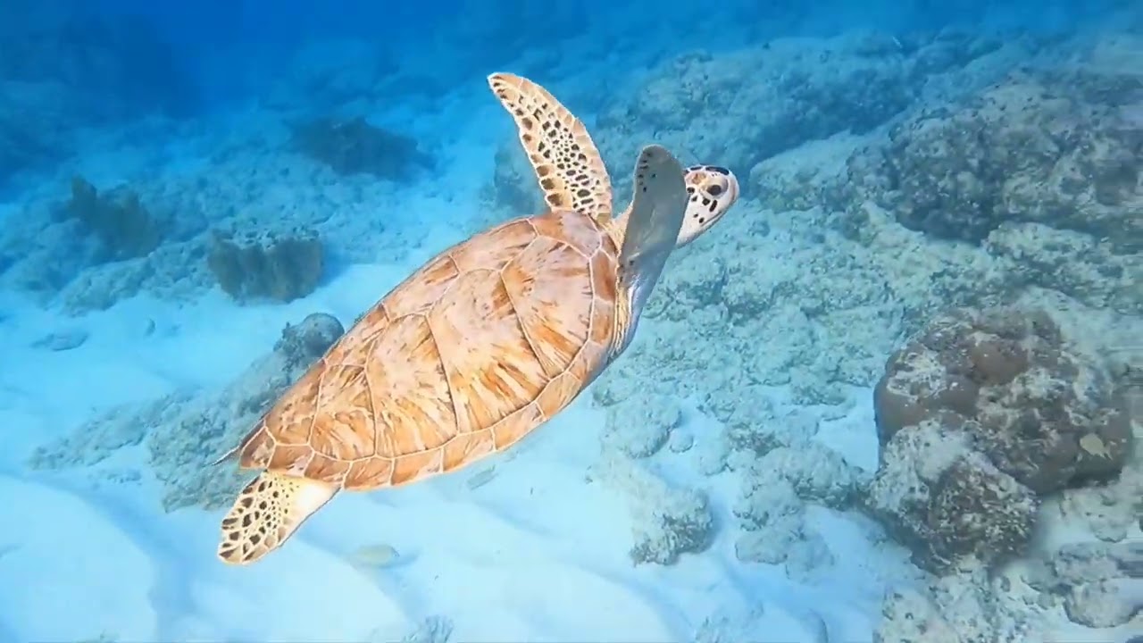 Snorkeling at Boca Catalina and Mangel Halto, Aruba