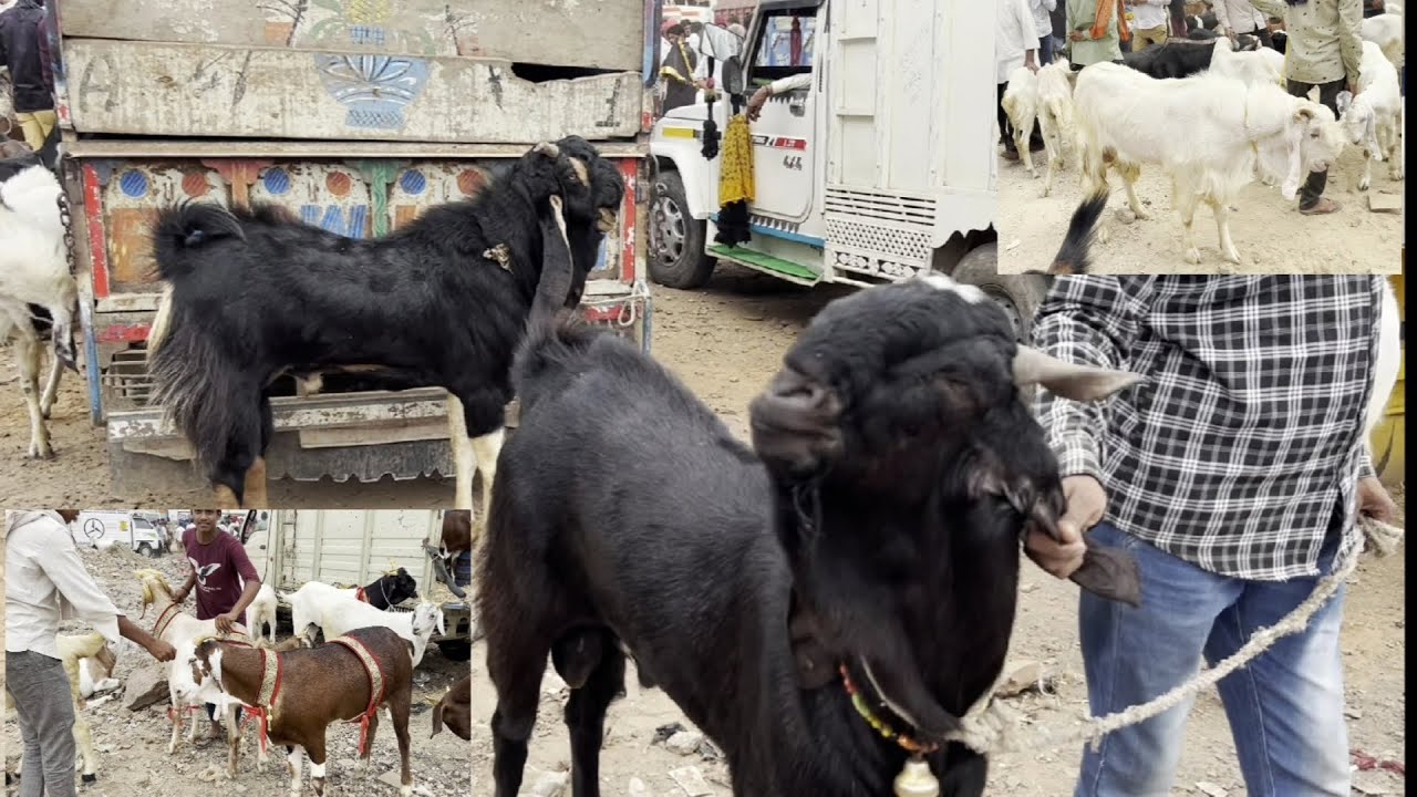 Kota bakra mandi rajasthan kota Goat market live updet cover with  11th June 2024