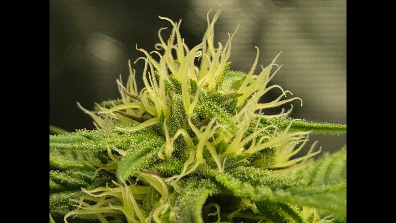 DAY 28 OF FLOWER