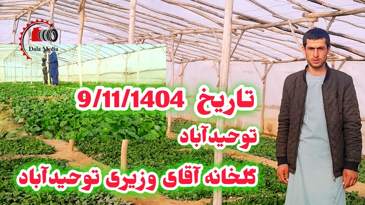 پنجشنبه 9 دلو 1404] منطقه توحیدآباد  گلخانه آقای وزيری، وصحبت با آقای وزيری#ghazni#afghanistan# 