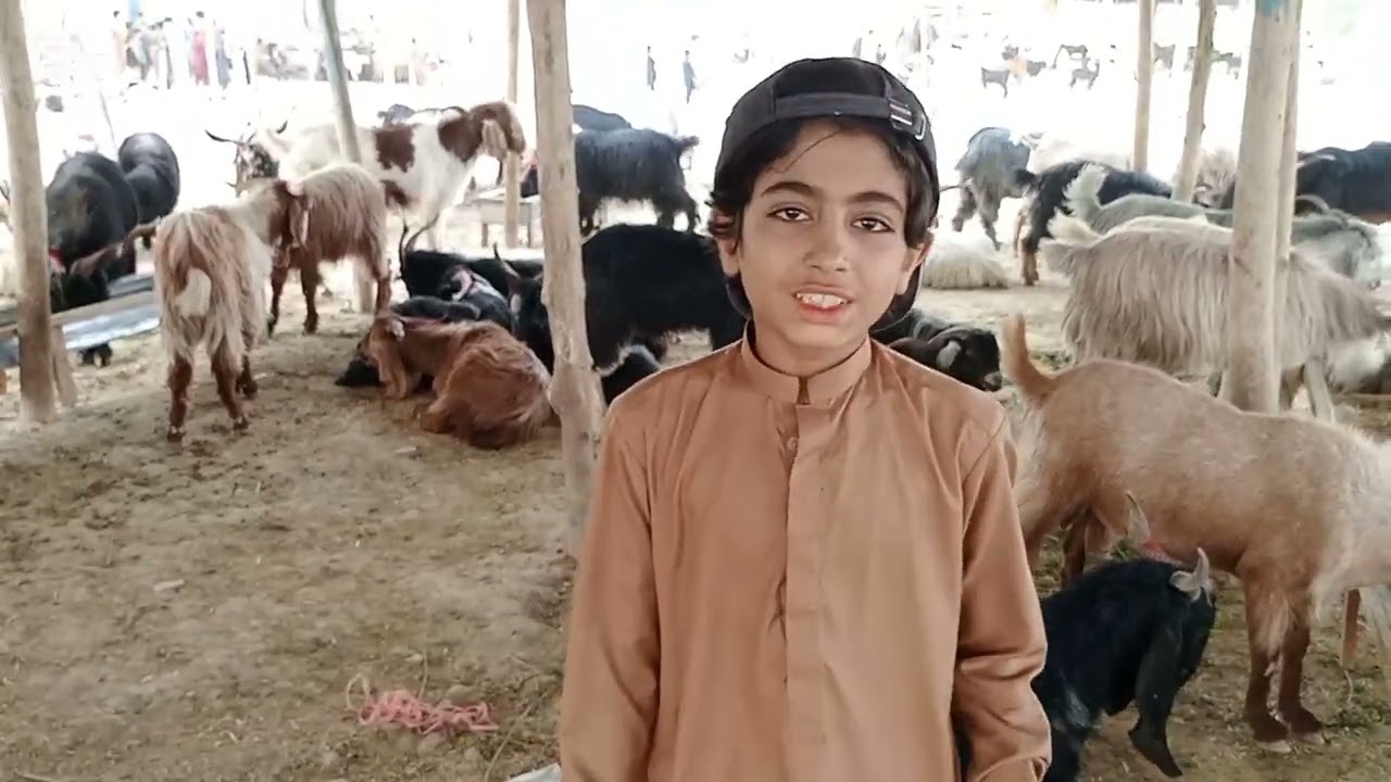 QUETTA ASPINI ROAD BAKRA MANDI PAHARI BAKRE LATEST TODAY NEW UPDATE #bakramand #goat #27/5/2025