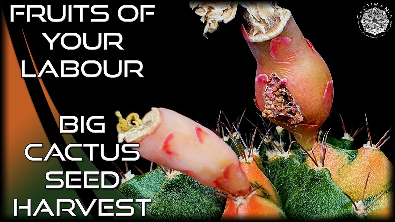 Picking #Cactus Fruit & Harvesting Seeds | Big Cactus Seed Harvest 2022