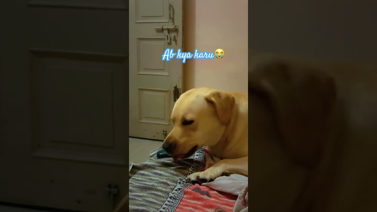 Funny dog 
