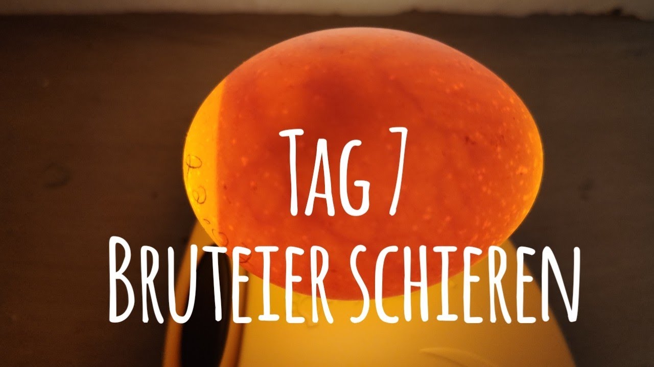 Projekt Hühnerhaltung: Tag 7 - Bruteier durchleuchten / schieren 🥚🐣🐥|| Die GartenFarm