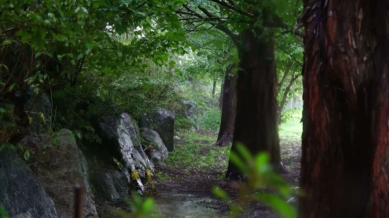 The warm sound of rain helps you sleep, making the night quieter #WhiteNoise #rainsounds #asmr