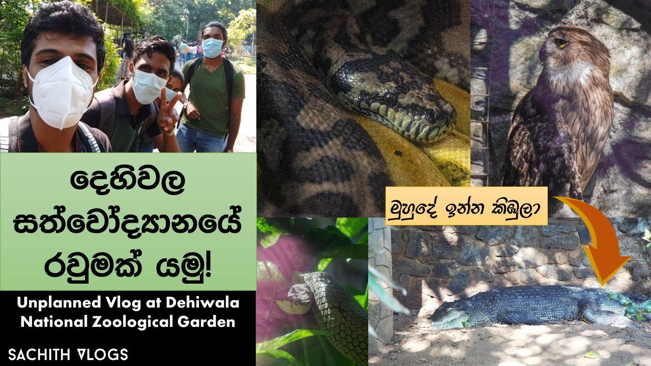 Dehiwala Zoo Vlog | මුහුදේ ඉන්න කිඹුලා ගැන Saltwater Crocodile | Sachith Vlogs