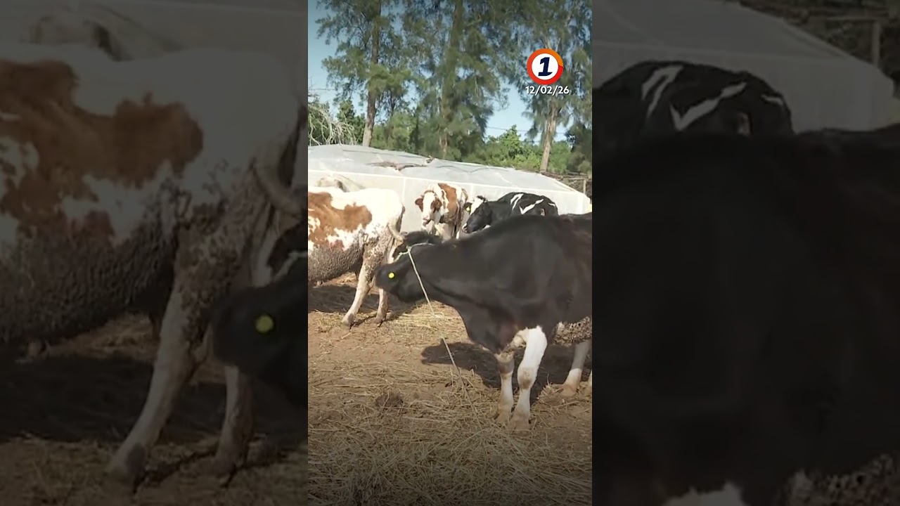 مخيم مؤقت يحمي السكان ورأس مالهم الحيواني