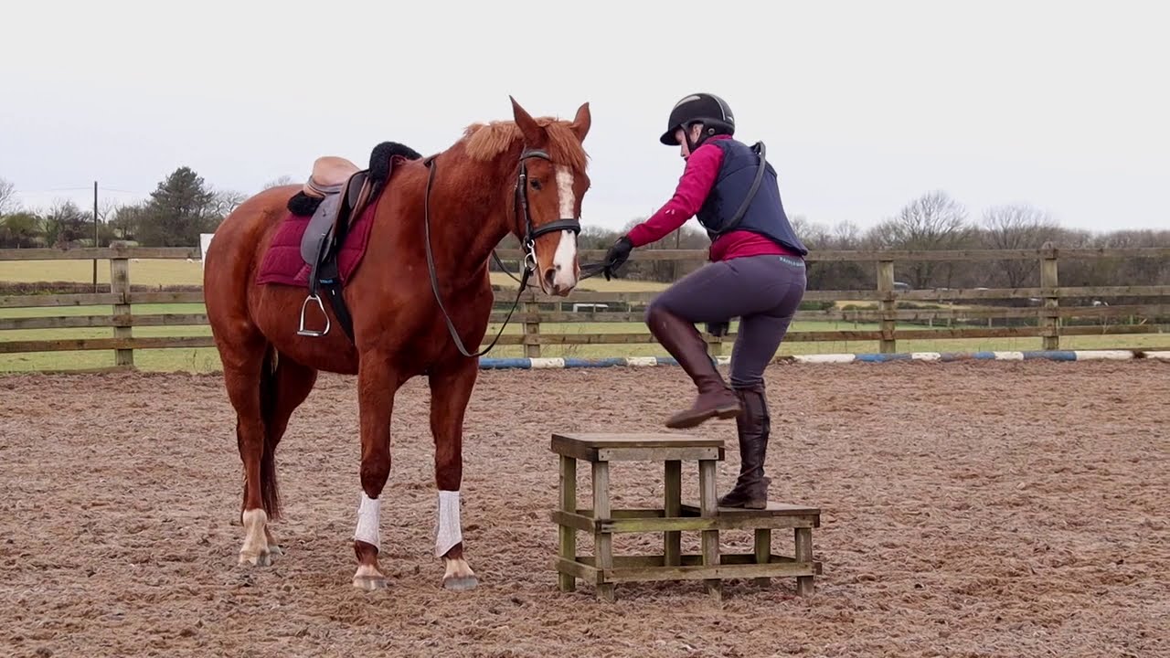 Avalon Aged 3, early training and mounting block