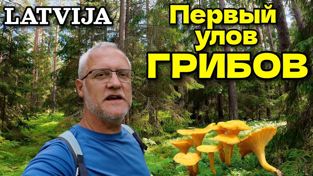 В лес за грибами! Первые лисички в году | Середина Июля 2025. Латвия, регион Курземе, возле моря
