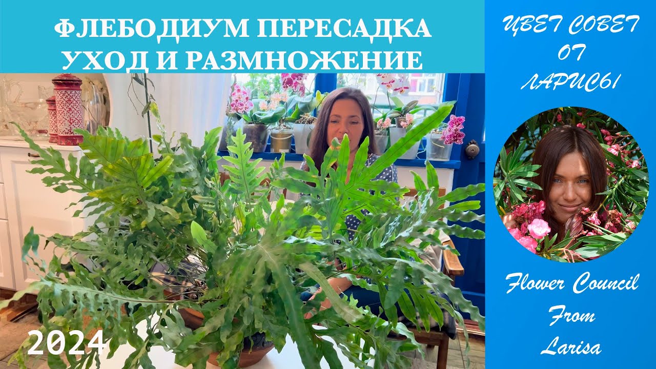 ФЛЕБОДИУМ ПЕРЕСАДКА | УХОД И РАЗМНОЖЕНИЕ