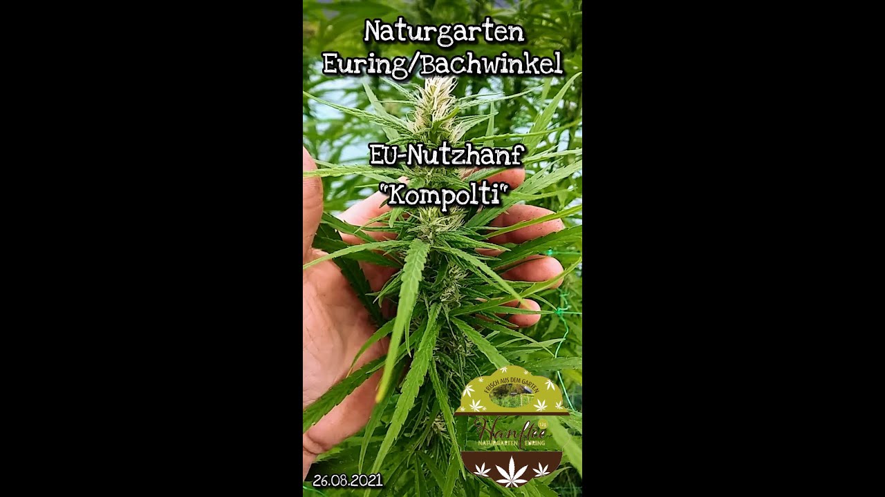 #420 EU-Nutzhanf 