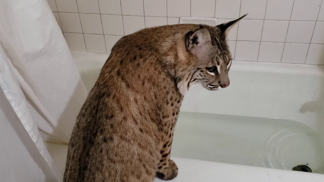 Bobcat in the bathtub....again..